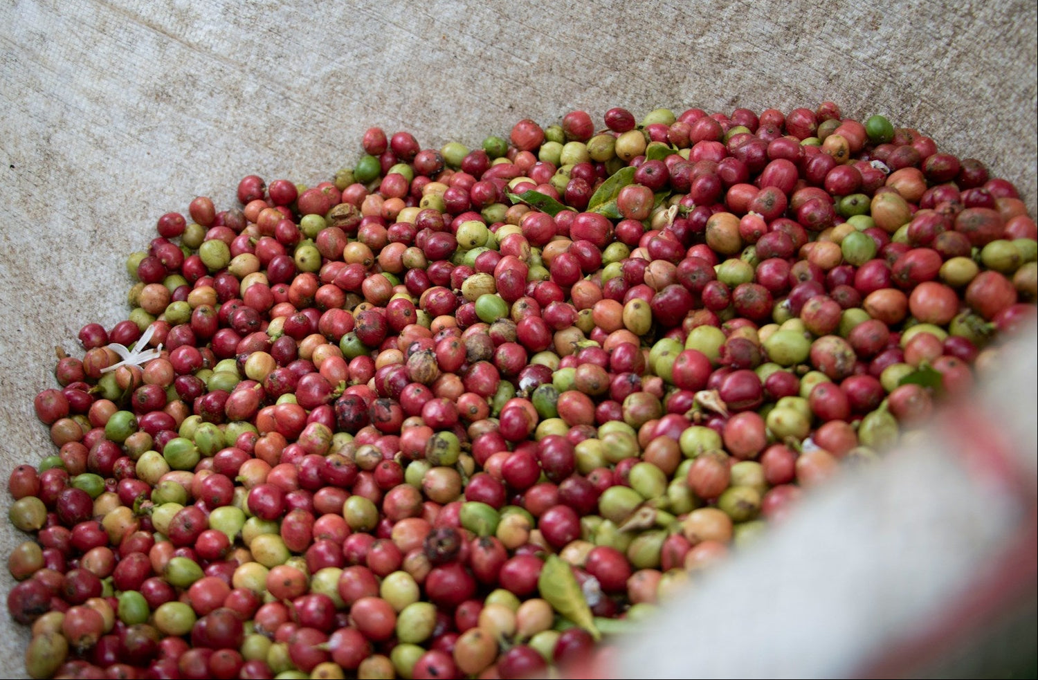 Frische Kaffeekirschen aus natuerlichem Anbau gepflueckt in einem Sack.